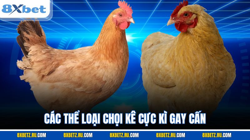 Các thể loại chọi kê cực kì gay cấn